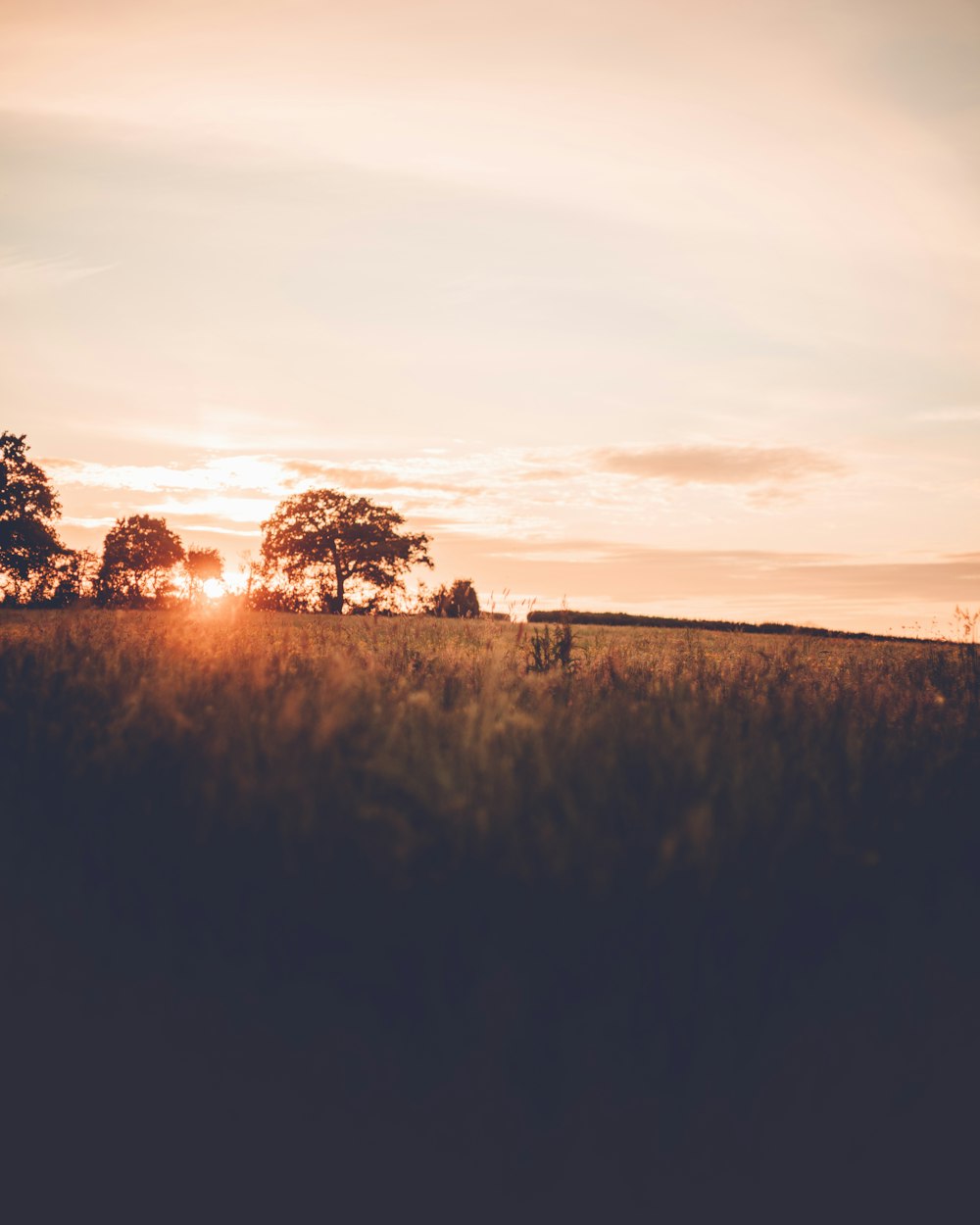 silhouette of trees during sunset