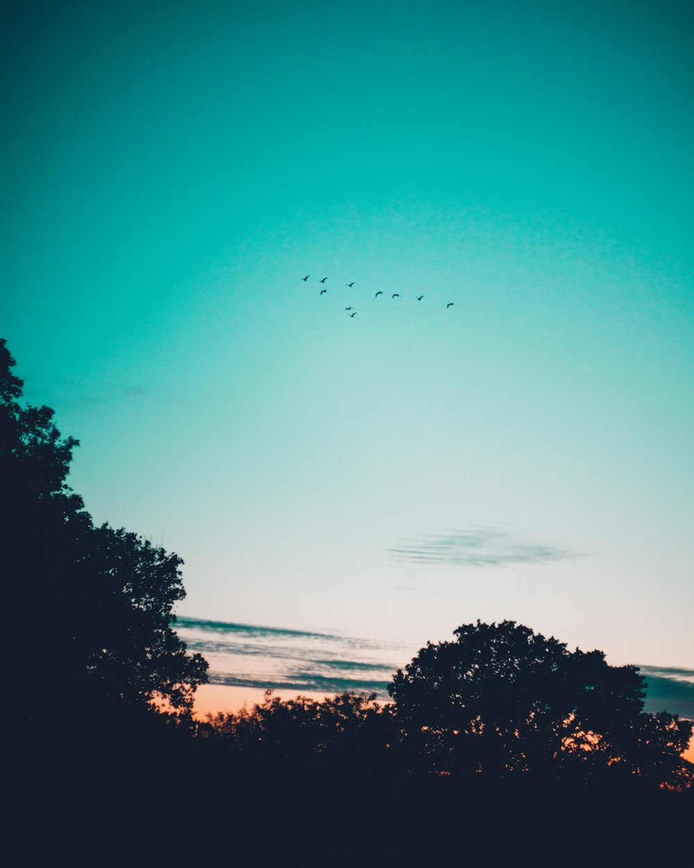 birds flying over the trees during daytime