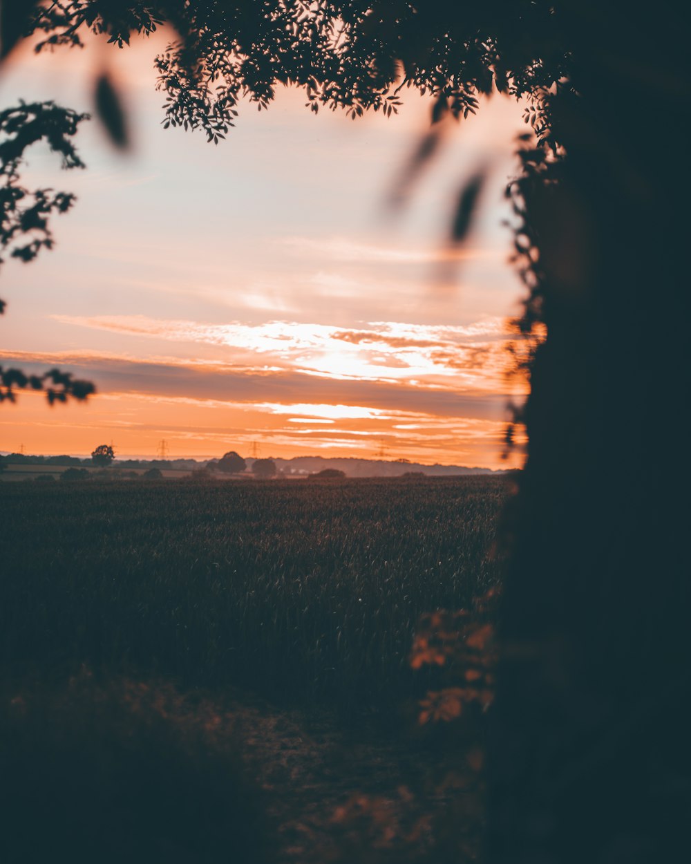 silhouette of trees during sunset