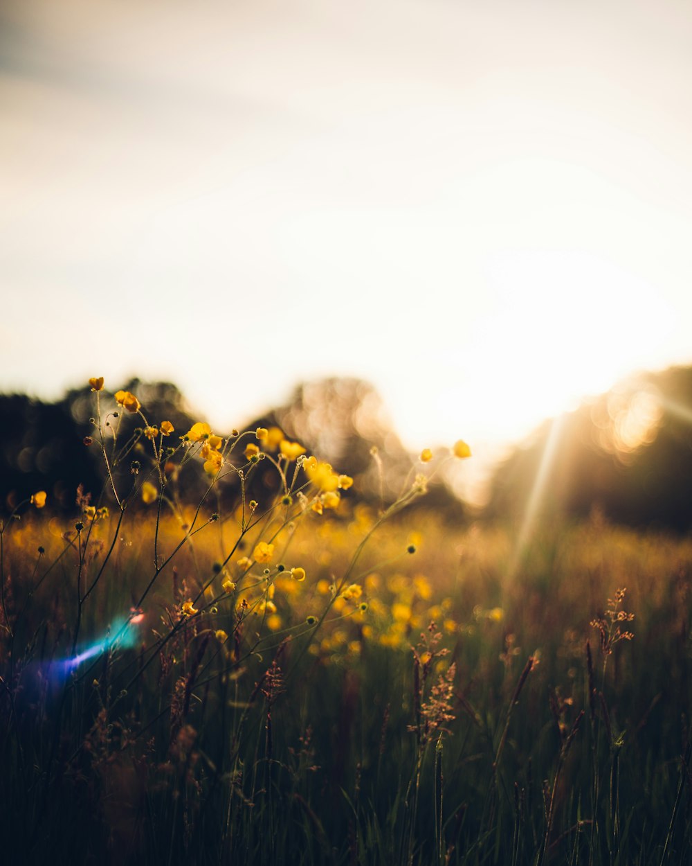 green grass field during daytime