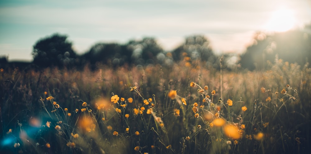 yellow flower field during daytime