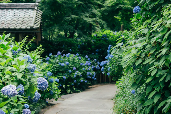 Tsuyu: Hydrangeas and the Beauty of Japan's Rainy Season