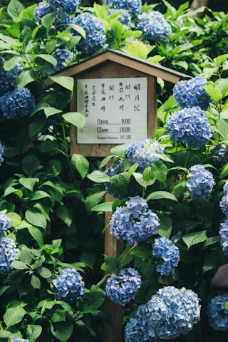 A wooden sign with text in Japanese and English is surrounded by lush green foliage and numerous clusters of vibrant blue hydrangeas. The sign provides opening and closing times, adding a sense of place to the natural setting.
