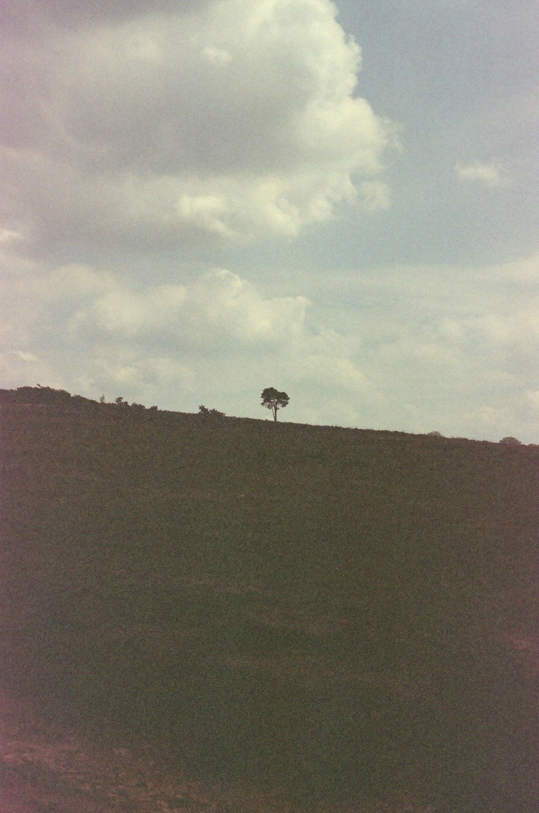 white bird on brown field under white clouds and blue sky during daytime