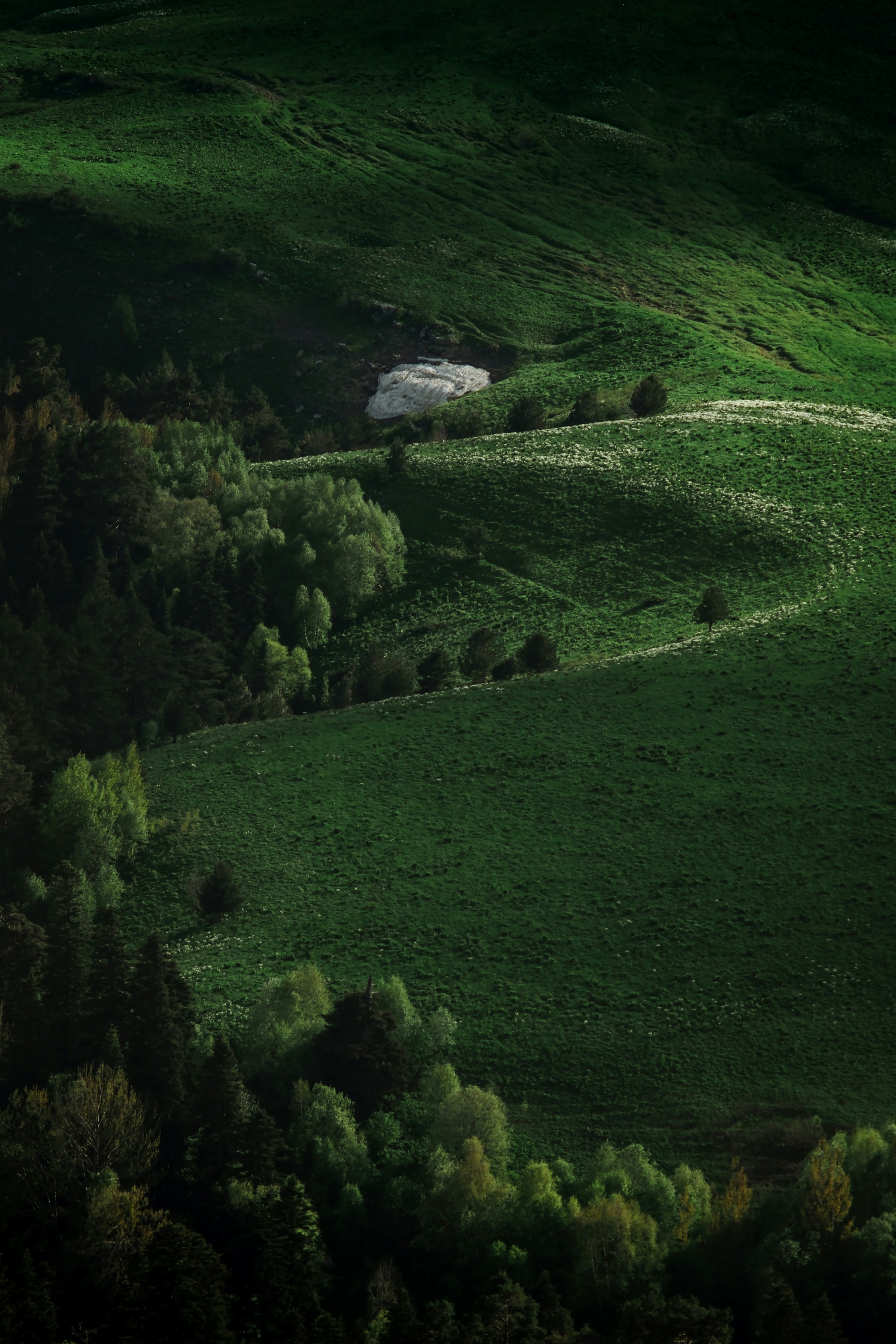 campo de grama verde e árvores durante o dia