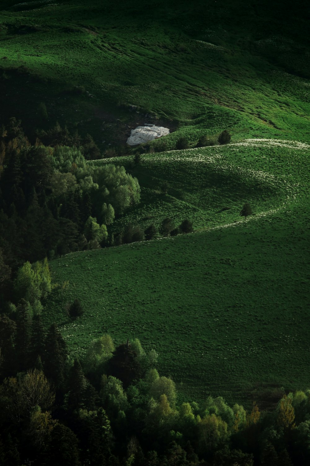 green grass field and trees during daytime