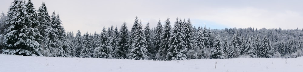 green pine trees covered with snow