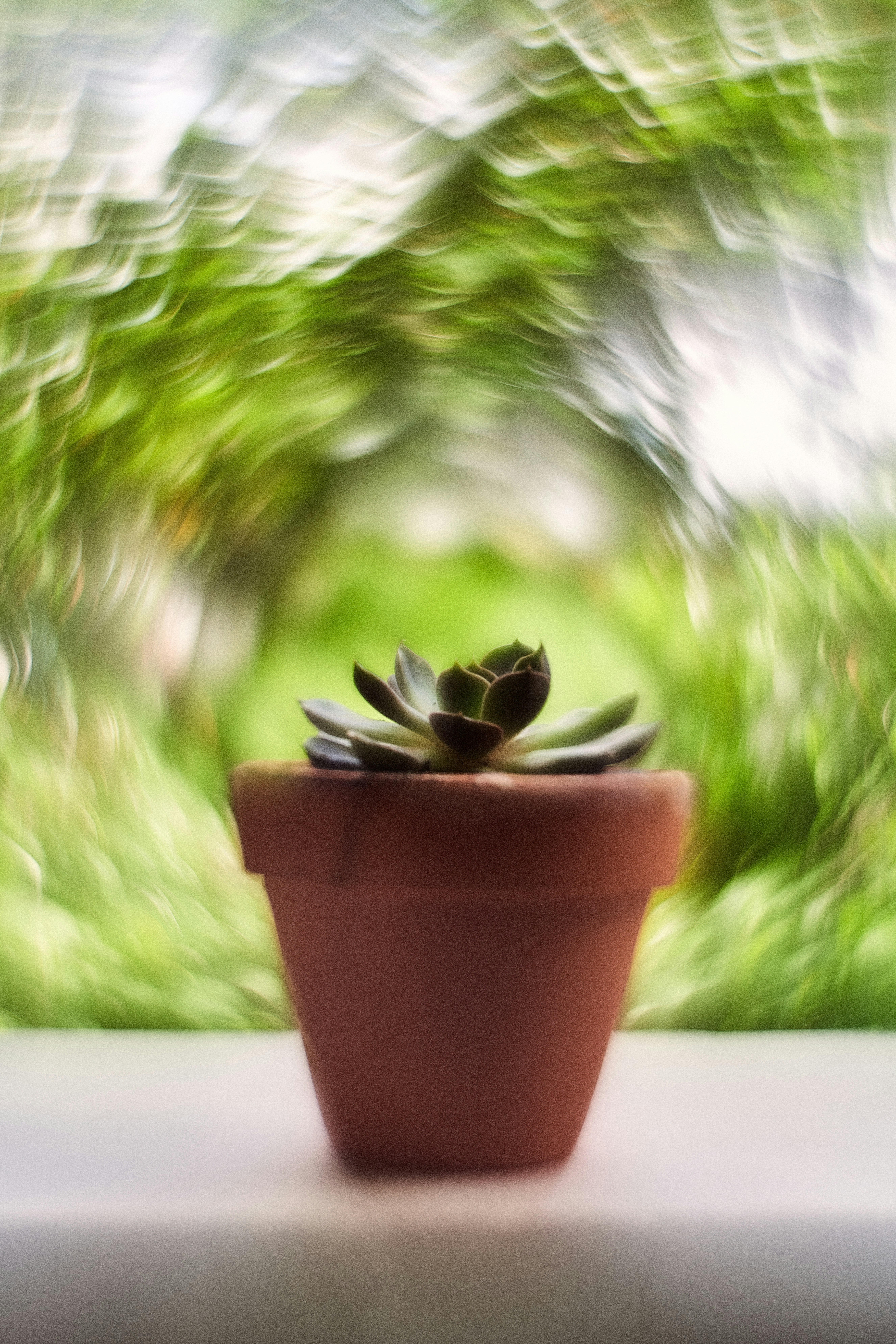 green plant on brown clay pot