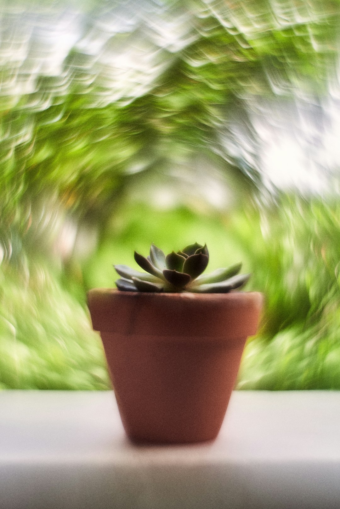 green plant on brown clay pot