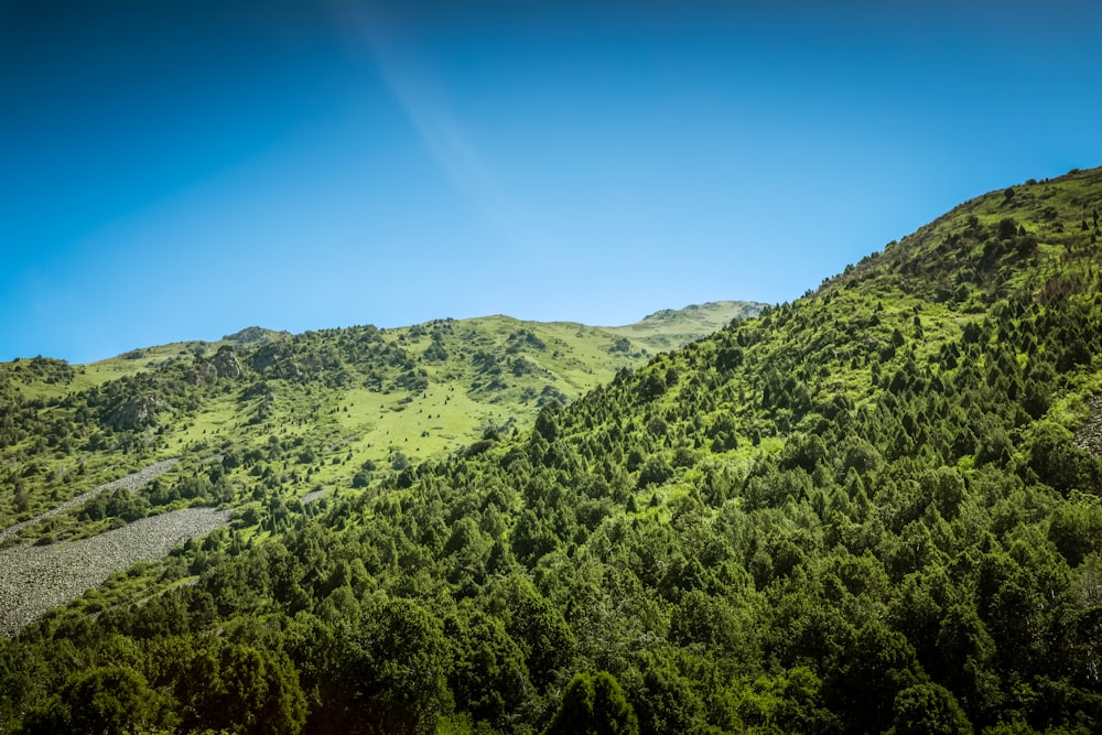 árboles verdes en la montaña bajo el cielo azul durante el día