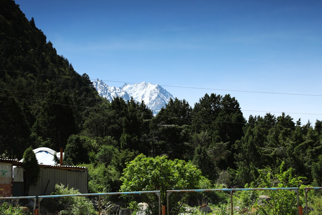 green trees near mountain under blue sky during daytime