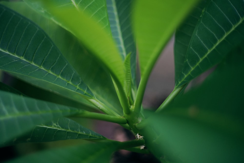 plante à feuilles vertes en photographie en gros plan