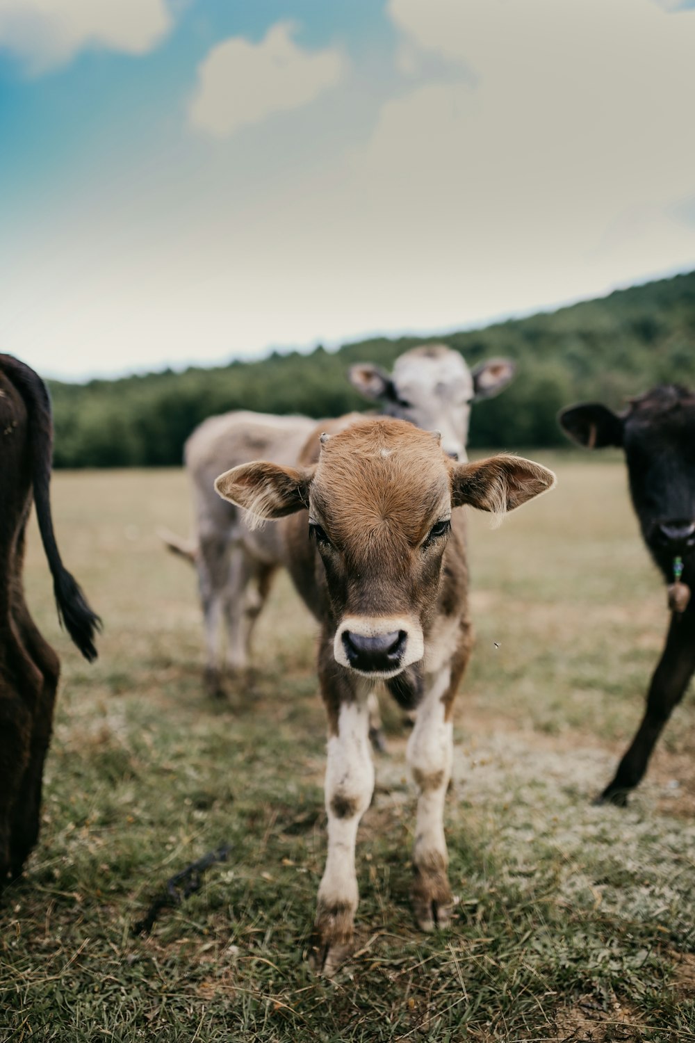 troupeau de vaches sur un champ d’herbe verte pendant la journée