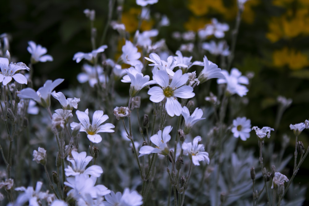 white and yellow flowers in tilt shift lens