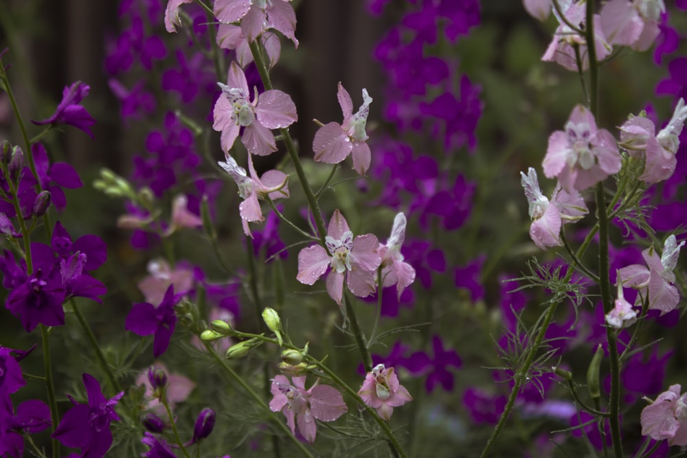 pink and white flowers in tilt shift lens