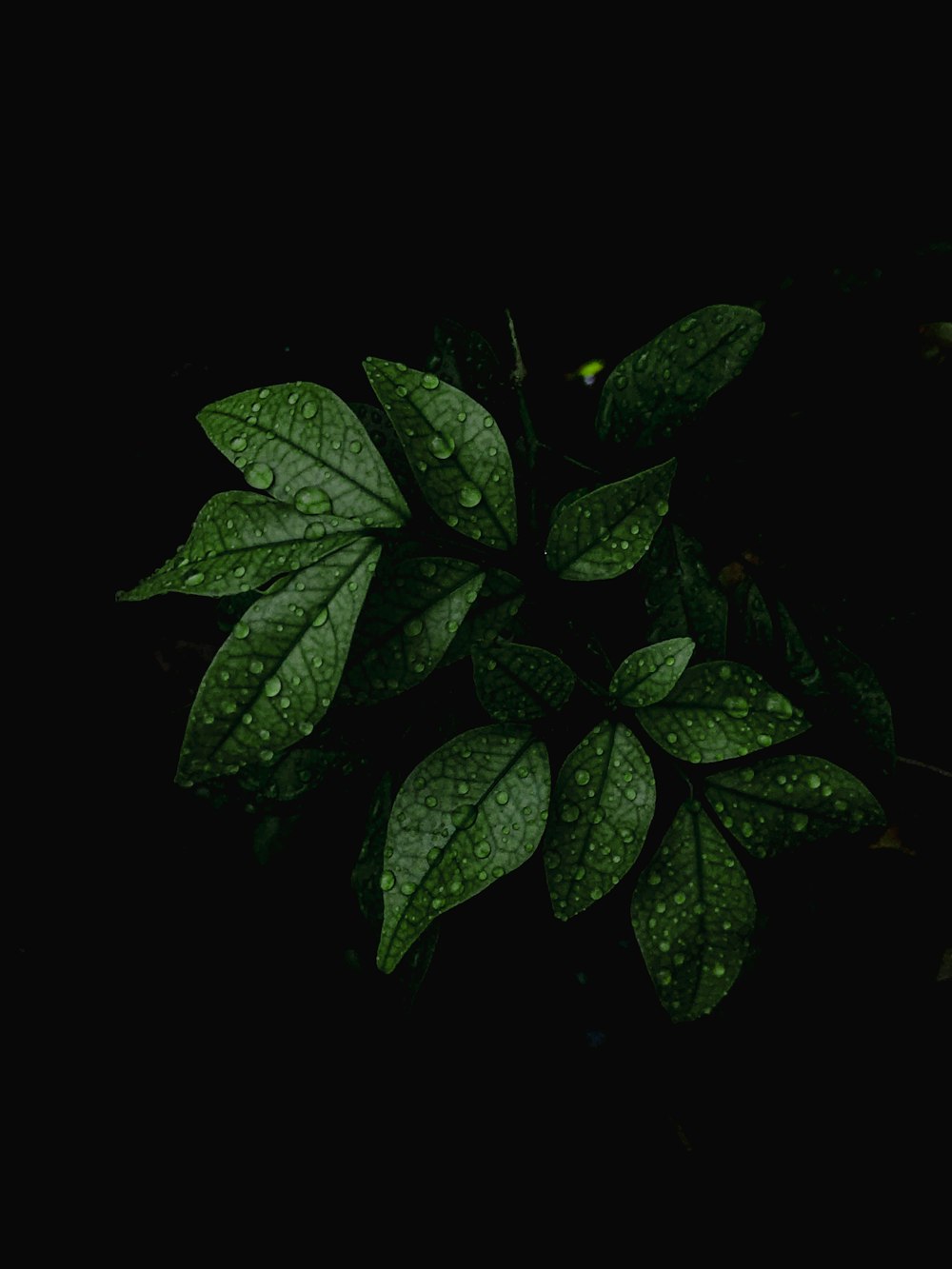 黒い背景に緑の葉