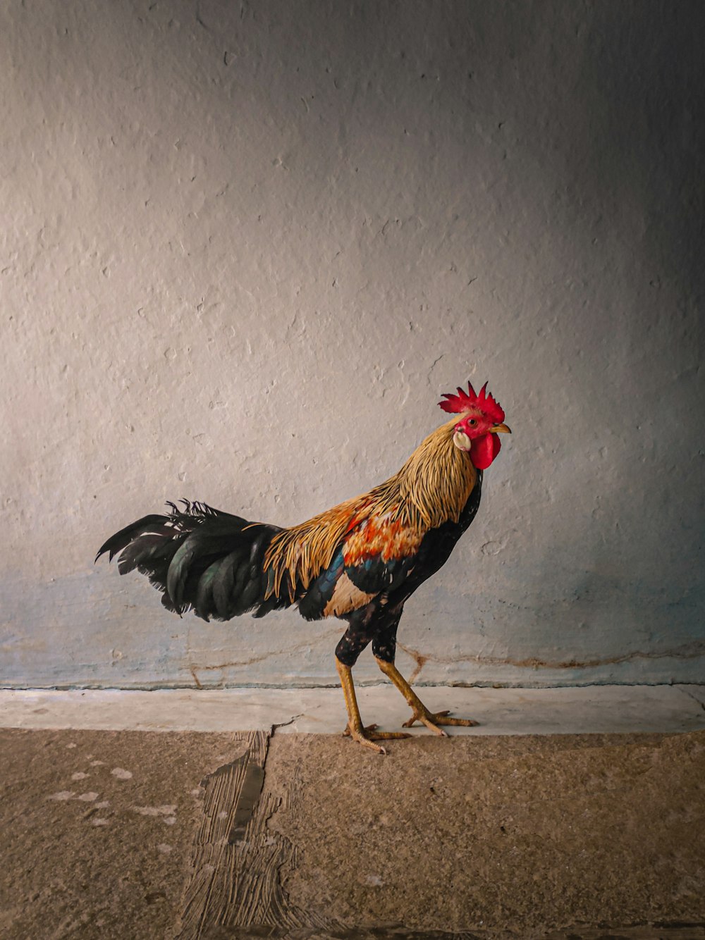 Más de 1500 imágenes de gallos | Descargar imágenes gratis en Unsplash
