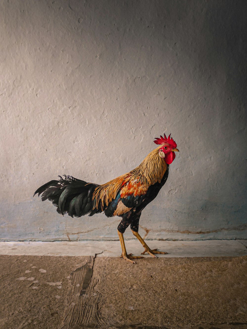 black and brown rooster on gray concrete floor