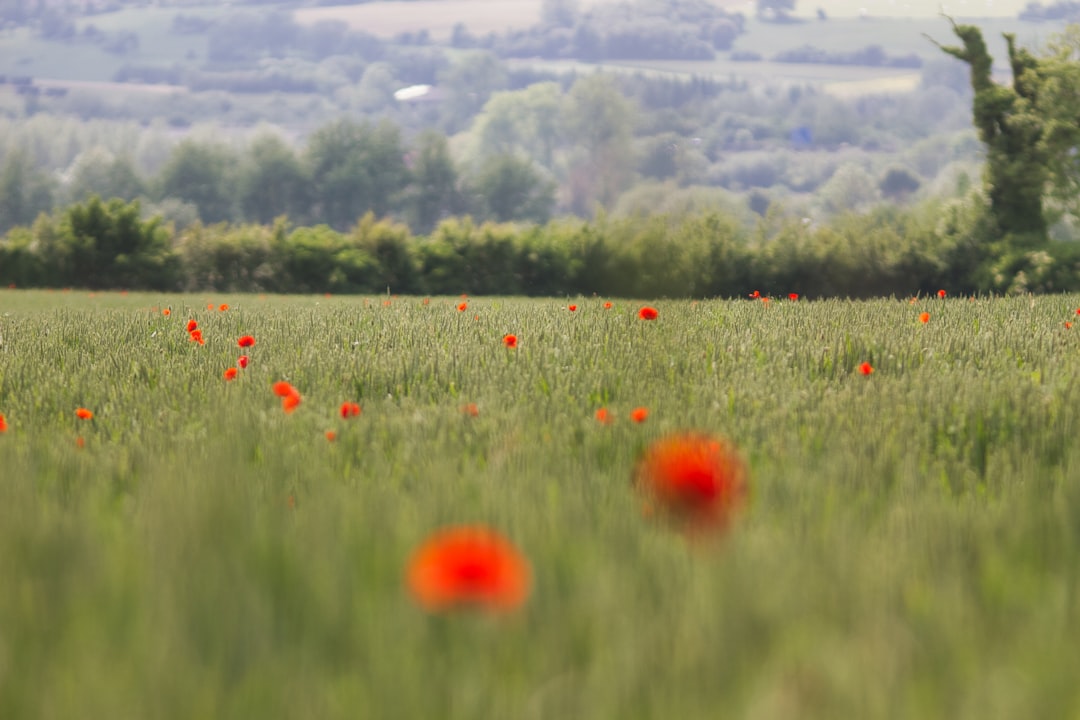 red flower field during daytime