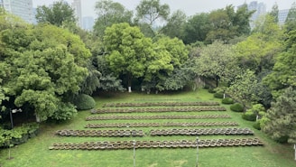 Rows of circular planters are arranged on a grassy field surrounded by lush green trees and foliage. In the background, urban buildings are visible through the dense canopy.