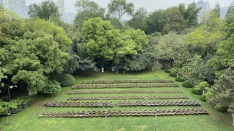 Rows of circular planters are arranged on a grassy field surrounded by lush green trees and foliage. In the background, urban buildings are visible through the dense canopy.
