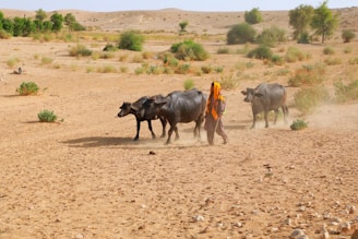 black cow on brown field during daytime