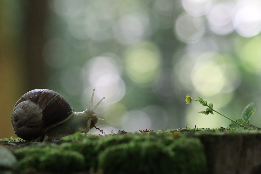 brown snail on green moss in tilt shift lens