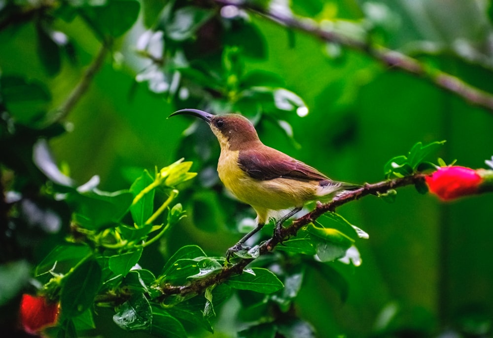 yellow and black bird on tree branch