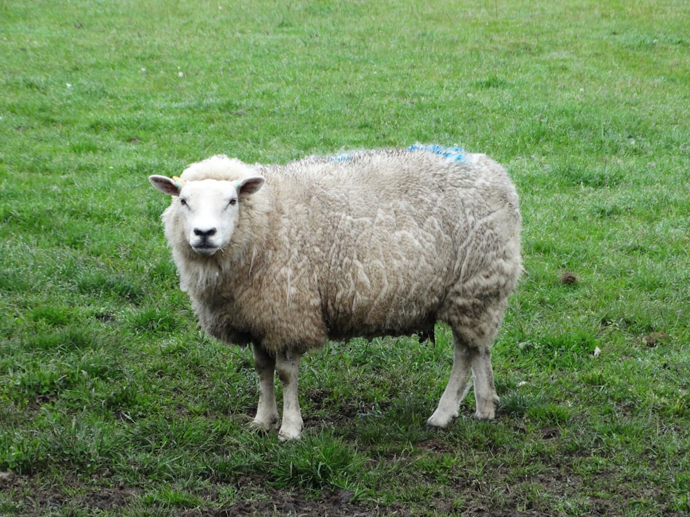 white sheep on green grass field during daytime