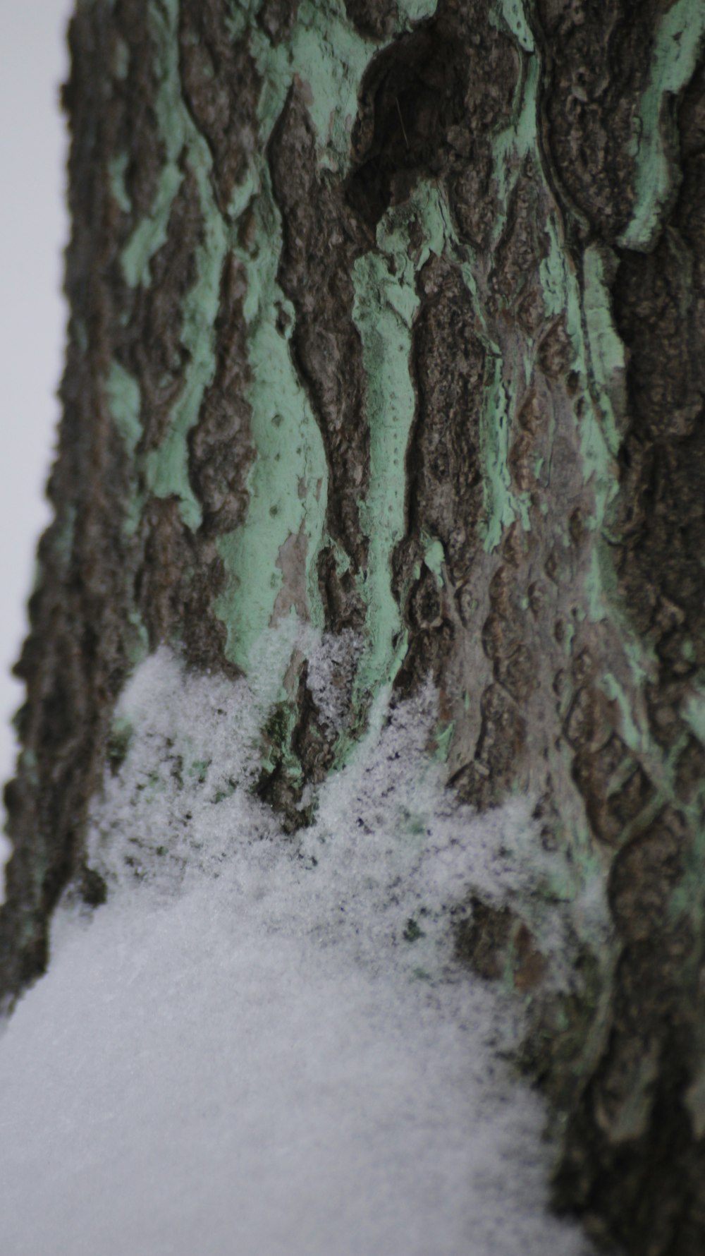 green and brown tree trunk