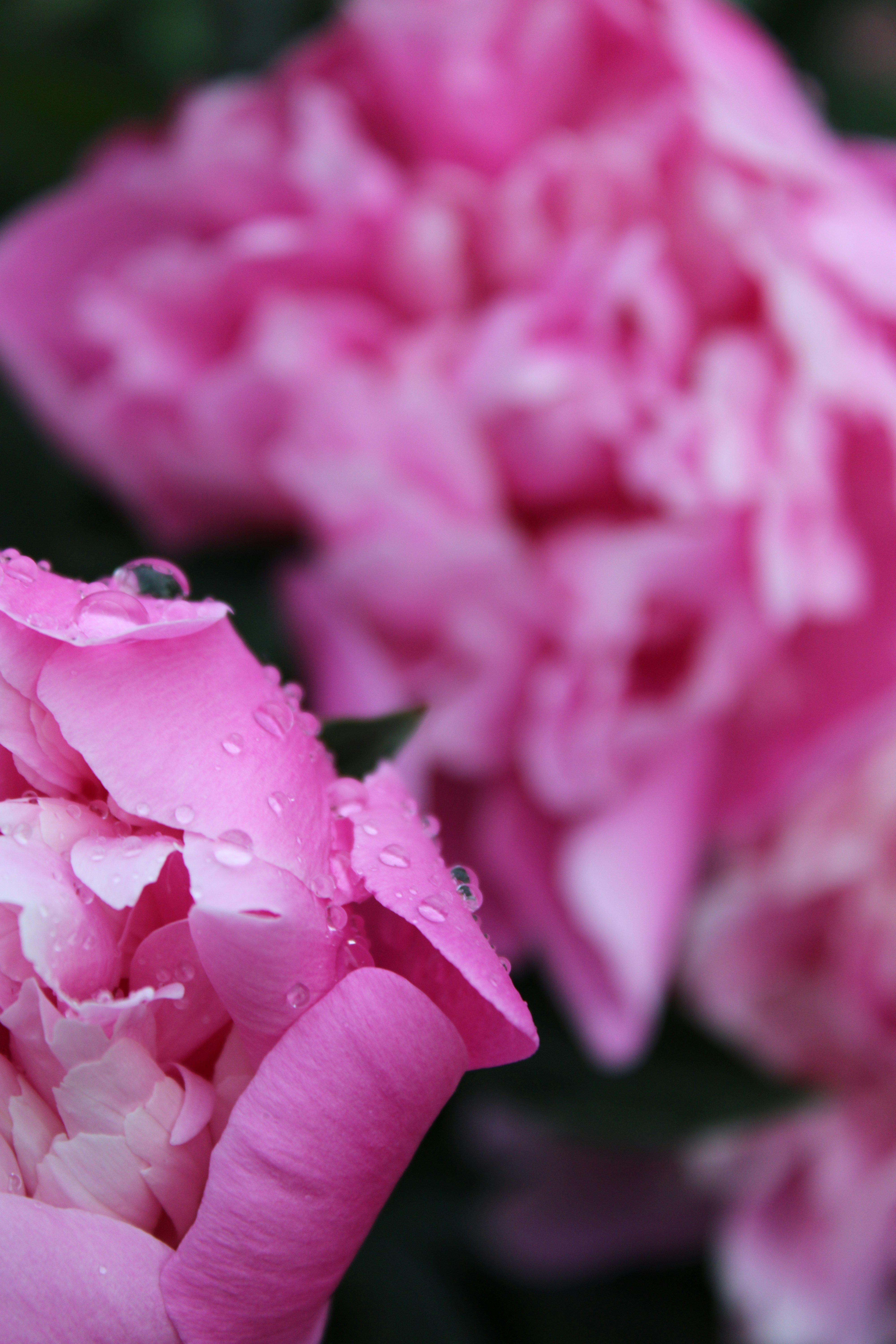 Photo by starbutterfly