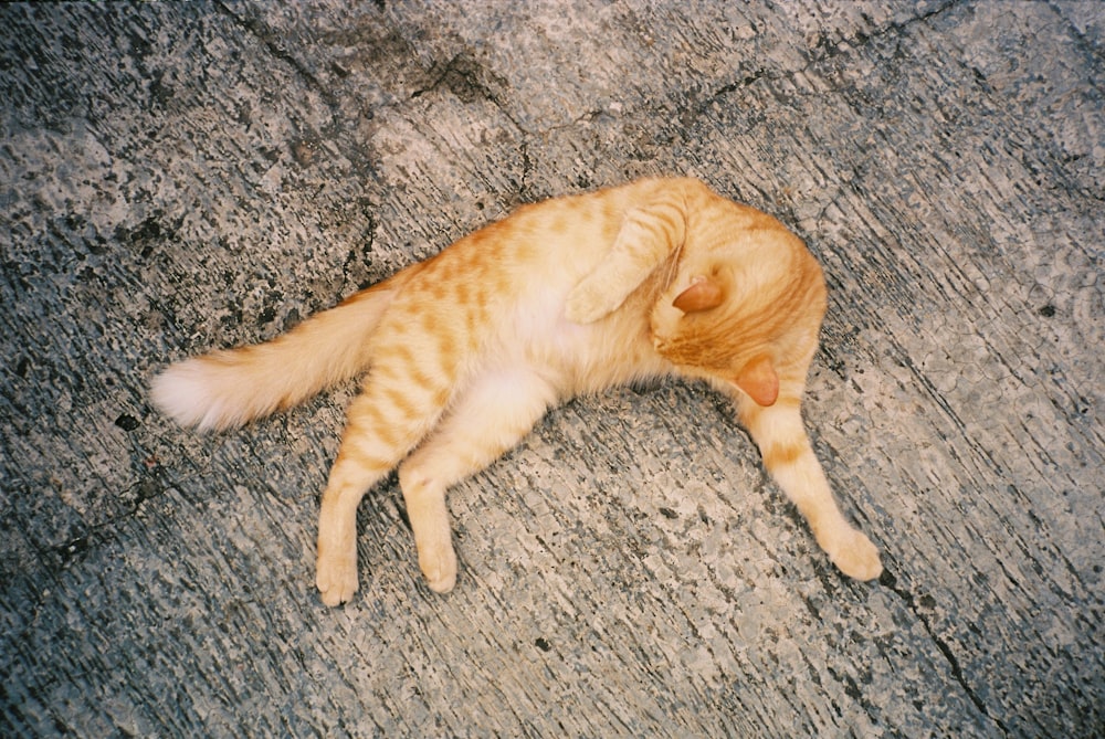 orange tabby cat lying on gray concrete floor