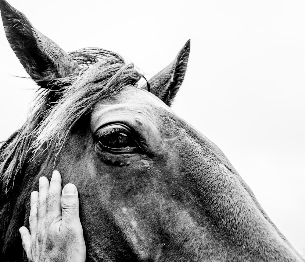 grayscale photo of horse head