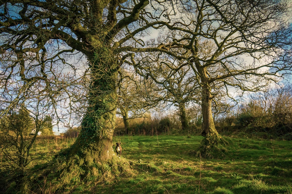 campo di erba verde con alberi durante il giorno