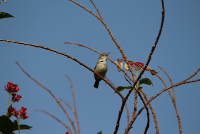 white and brown bird on brown tree branch during daytime