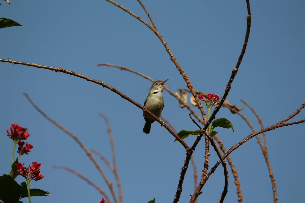 White and brown bird on a branch near a feeder - attracting birds to a window feeder for your cat