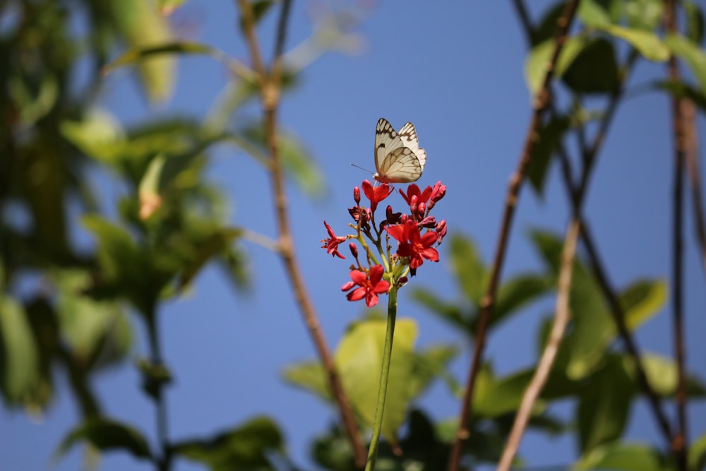 white and black butterfly perched on red flower in close up photography during daytime