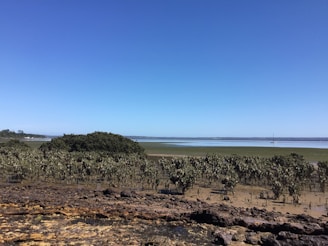 The serene landscape of Los Haitises National Park with mangroves and limestone formations.