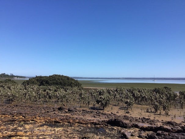 The serene landscape of Los Haitises National Park with mangroves and limestone formations.
