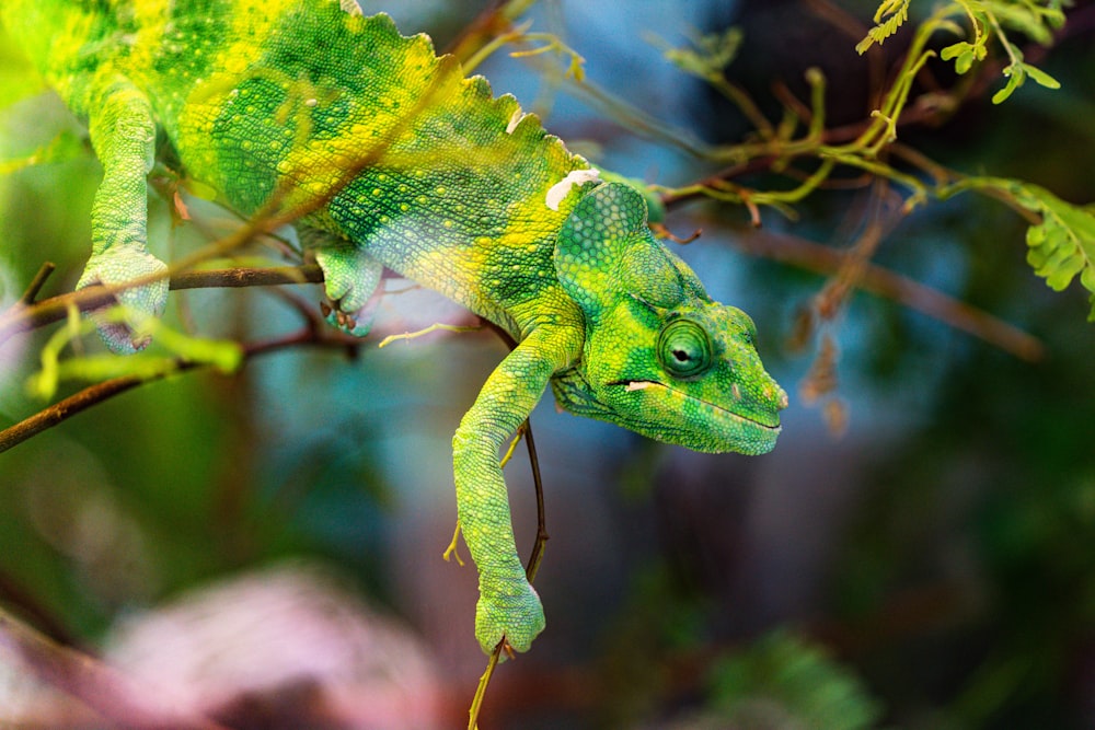 camaleão verde e amarelo no galho marrom da árvore