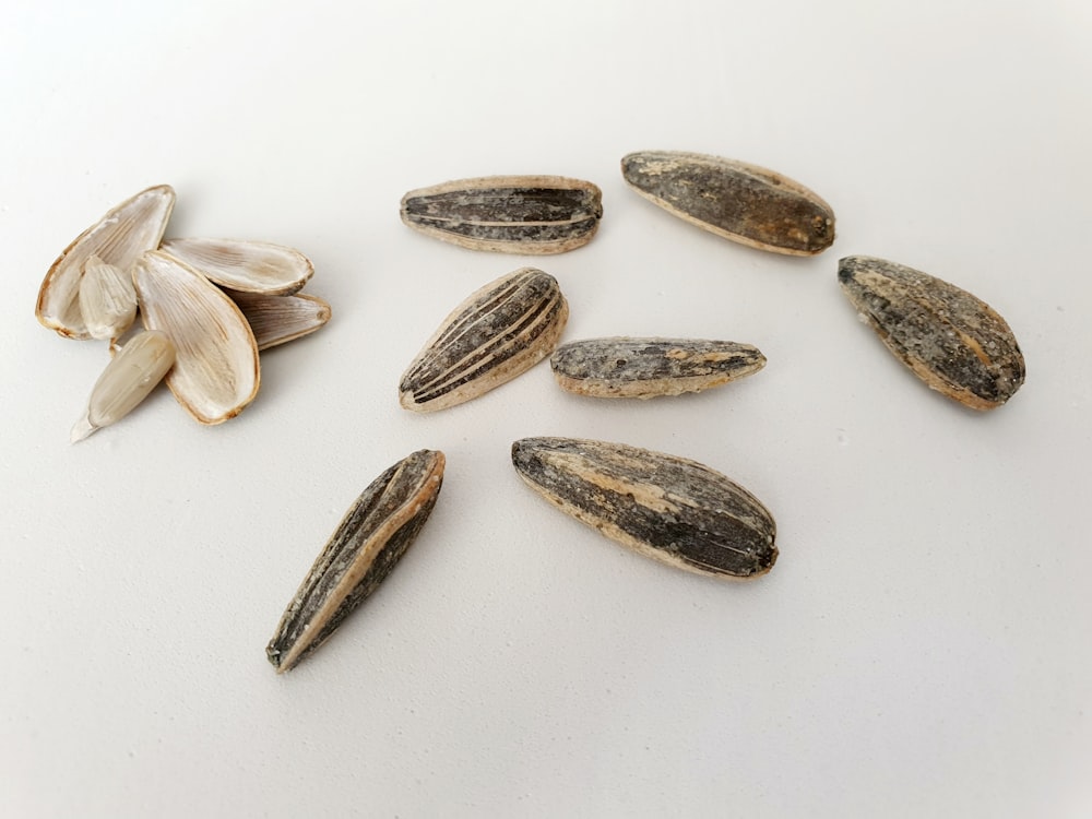 brown and white shell on white surface