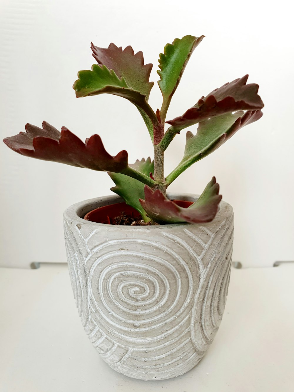 Planta verde en maceta de cerámica blanca