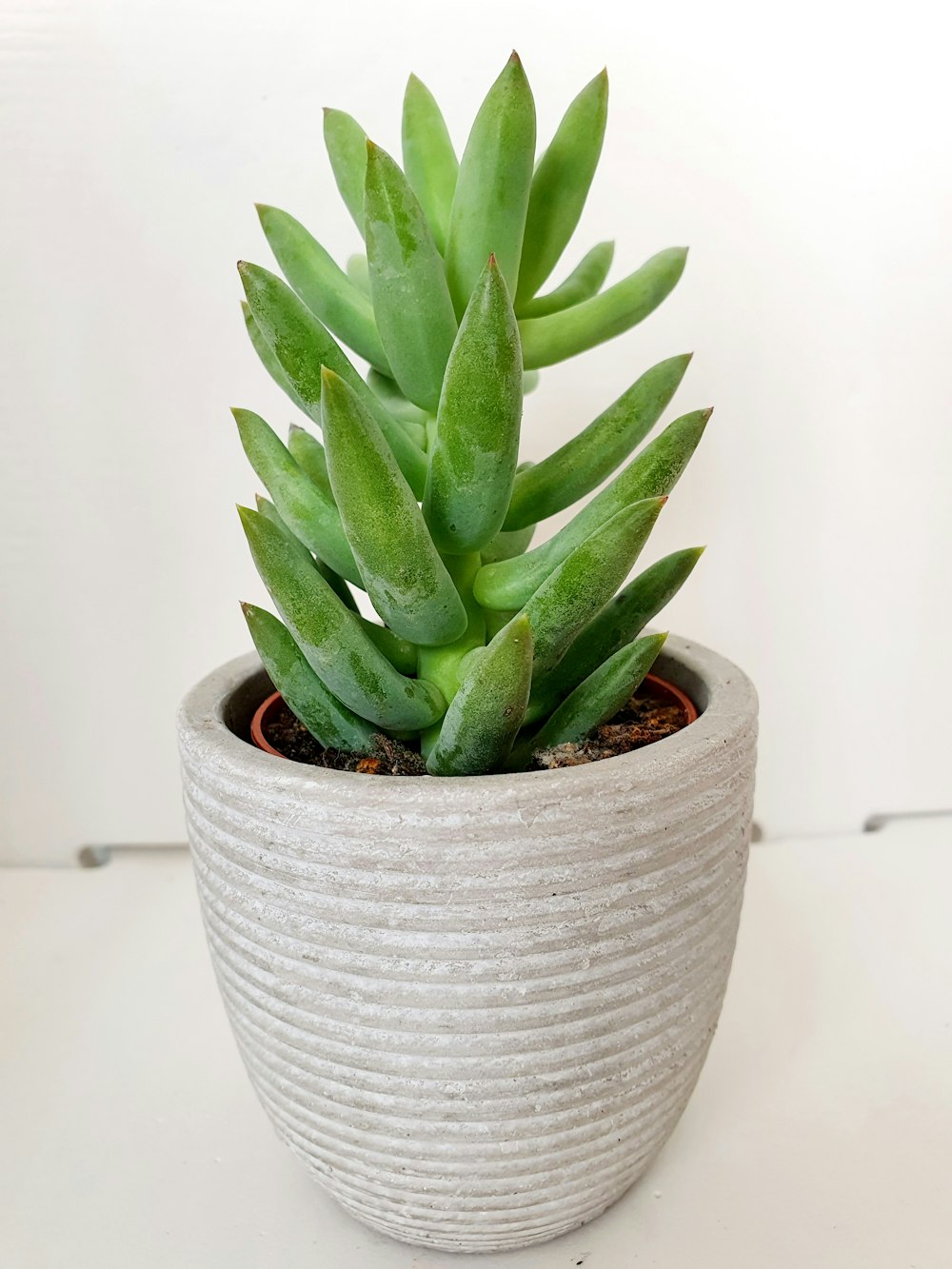 Grüne Aloe Vera Pflanze im weißen Keramiktopf