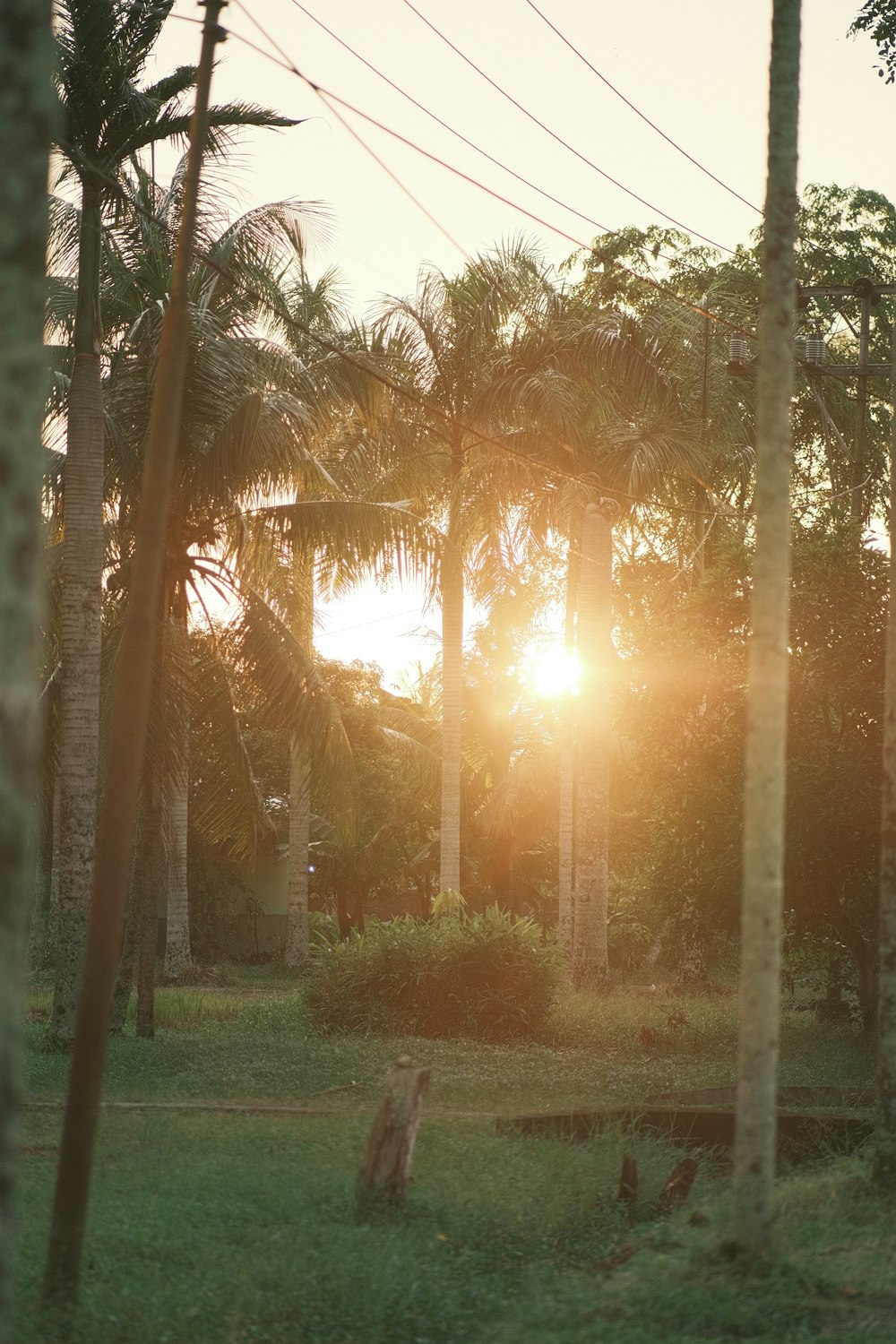 green grass field with trees during sunrise