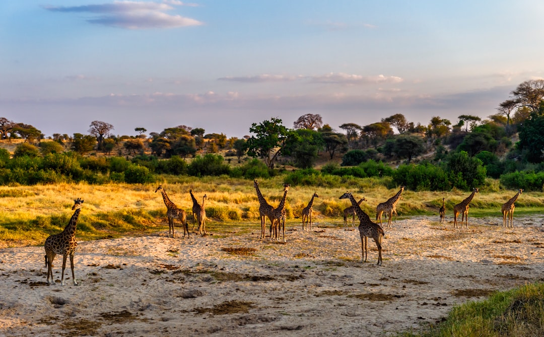 brown deer on brown field during daytime