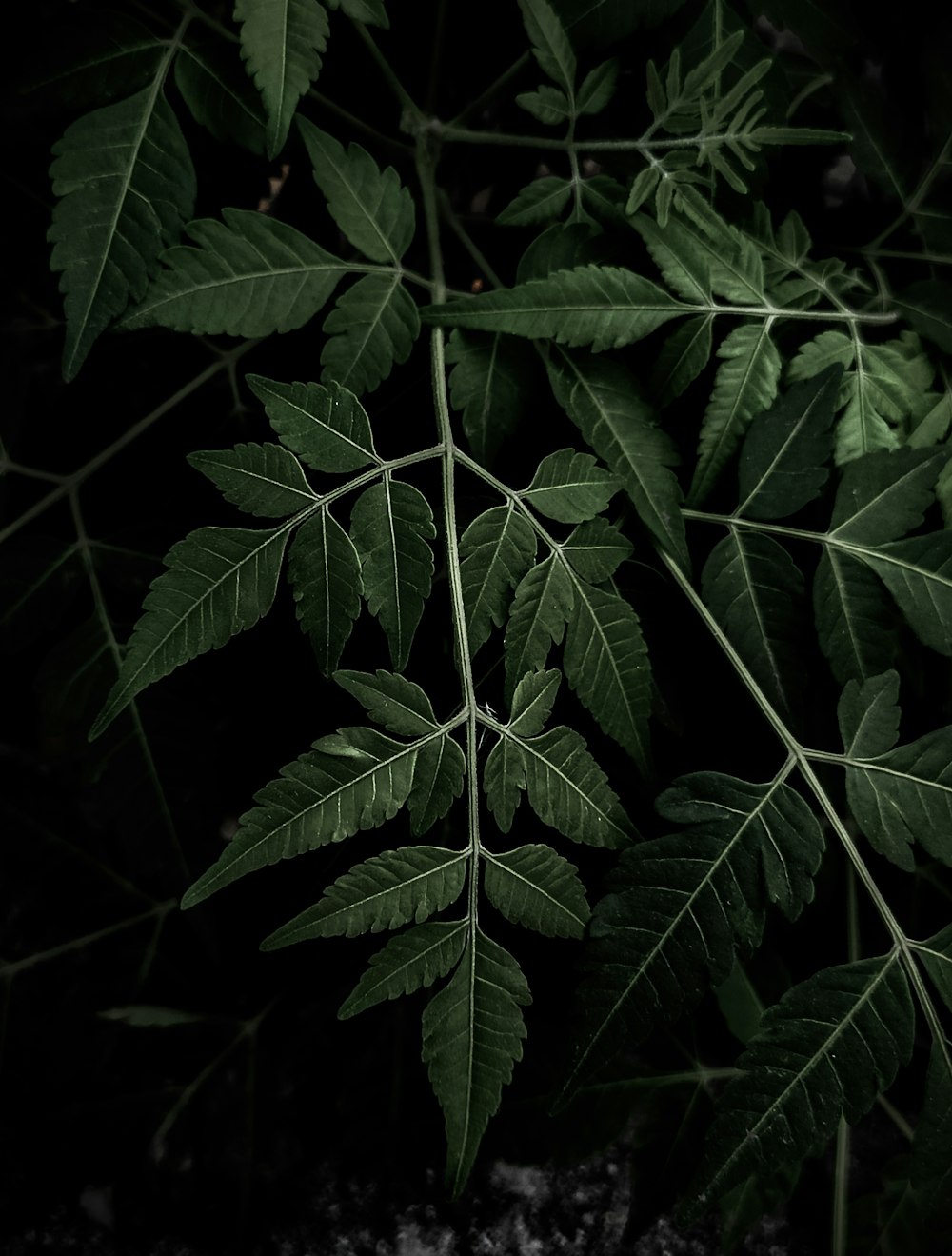 green leaves in close up photography