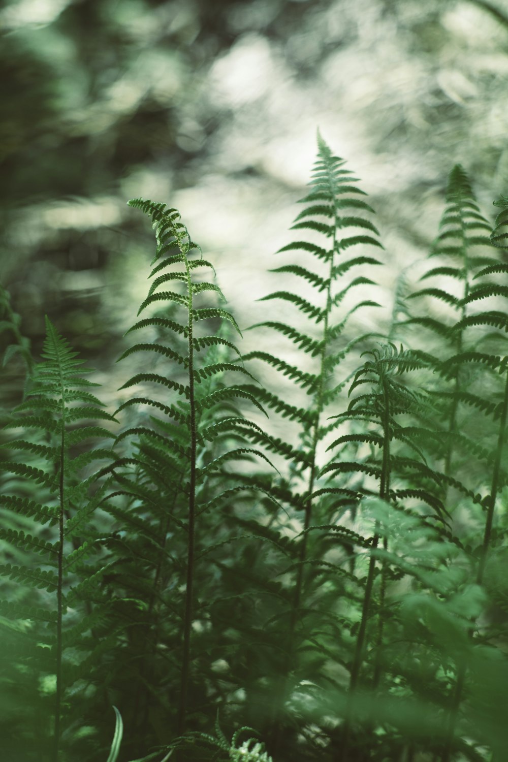 green fern plant in close up photography