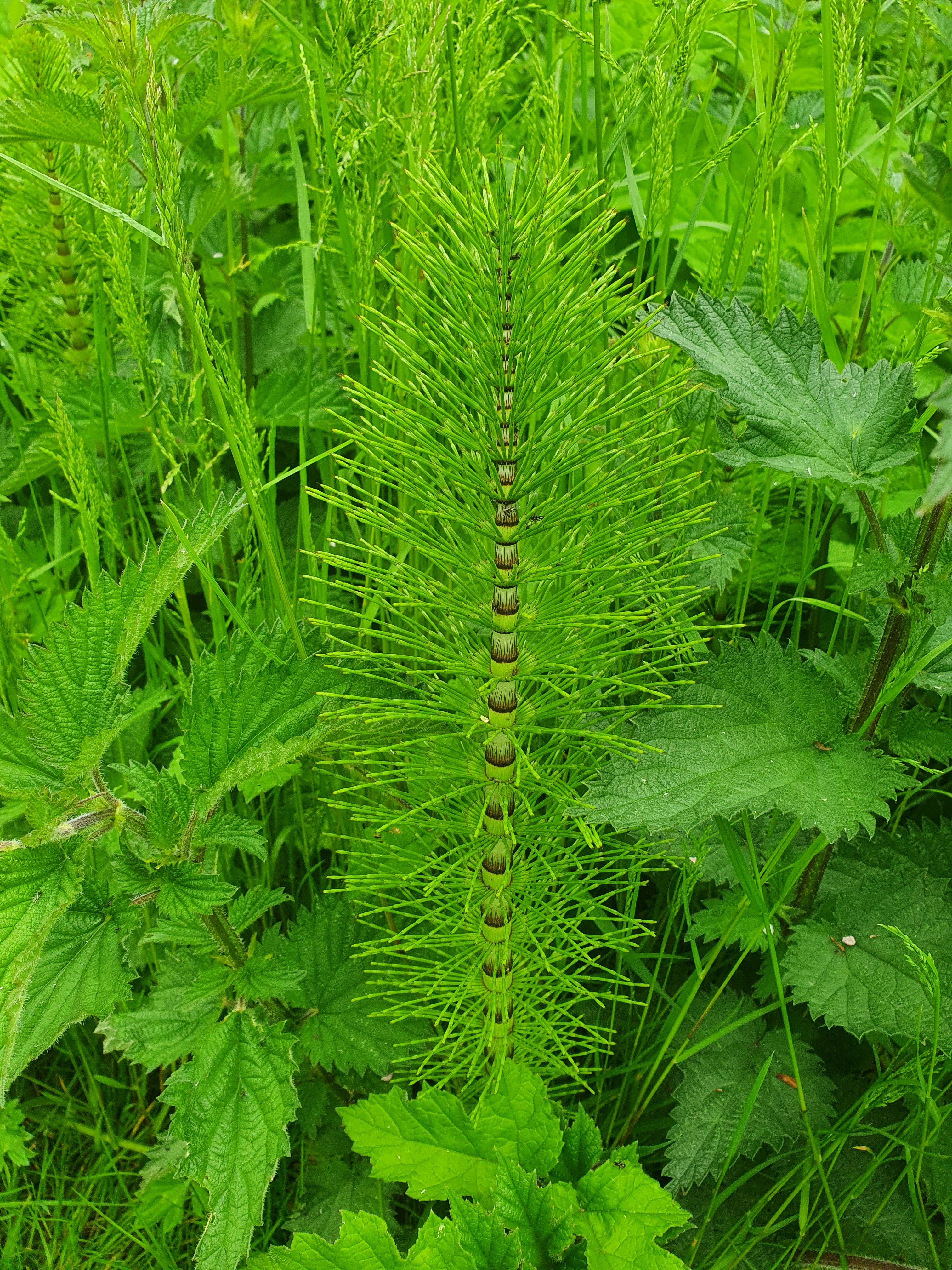 Unraveling Yabby Genetics: Understanding Gene Duplication and Its Impact on Plant Morphology