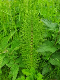 A lush and vibrant plant with a tall, spiky stem surrounded by dense, broad leaves. The central plant features a series of segmented, whorled branches radiating from the main stem, set against a background of other green foliage.