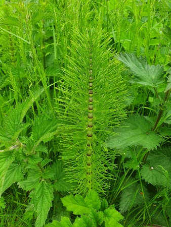 Exploring the Wonders of Plant Species